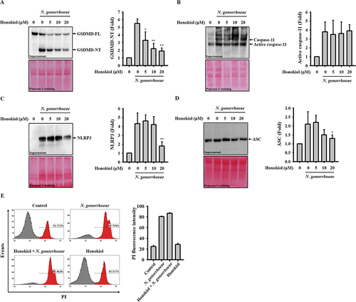 Figure 2 Honokiol inhibits the release of NLRP3 and ASC by diminishing GSDMD activation in macrophages infected with N. gonorrhoeae. J774A.1 macrophages underwent a 0.5-hour incubation with honokiol (20 µM in (E)) or a control vehicle, followed by infection with N. gonorrhoeae for an additional 24 hours. Western blot analysis was employed to determine the levels of GSDMD (A), caspase-11 (B), NLRP3 (C), and ASC (D) in the supernatants. Flow cytometry was utilized to assess PI uptake (E). The Western blotting images presented here depict individual experiments, while the histogram provides quantification expressed as fold change compared to the control group, represented as mean ± SD across these three experiments. The flow cytometry images presented here represent individual experiments, with the histogram providing quantification expressed as the mean ± SD for these three experiments. Significance is denoted as * and ** for p < 0.05 and < 0.01, respectively, in comparison to N. gonorrhoeae-infected macrophages.