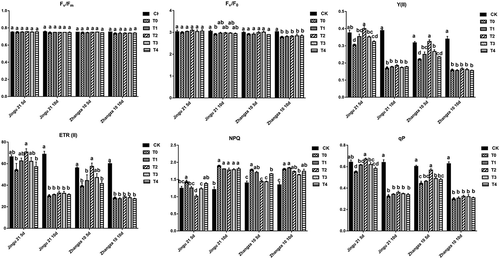 Figure 8. Effects of humic acid (HA) on chlorophyll fluorescence parameters of millet penultimate leaves under drought stress. Fv/Fm, maximal photochemical efficiency; Fv/F0, potential photochemical activity; Y(II), effective quantum yield of photosystem II; ETRII, relative photosynthetic electron transfer rate of photosystem II; NPQ, non-photochemical quenching; qP, photochemical quenching.