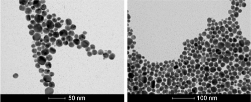 Figure S2 TEM images of AgNPs suspended in water, scale bar: 50 nm (left) and 100 nm (right).Abbreviations: AgNPs, silver nanoparticles; TEM, transmission electron microscopy.