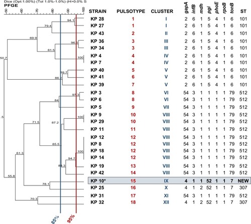 Figure 1 PFGE dendrogram (Dice coefficient) and MLST results for 26 clinical K. pneumoniae isolates.Note: The new ST is highlighted in blue.Abbreviation: ST, Sequence Type.