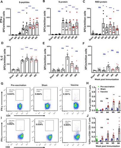 Figure 5. Specific T-cell response of PBMCs from rhesus macaques immunized with Sad23L-nCoV-S and Ad49L-nCoV-S vaccines or sham controls by prime-boost vaccination regimen. (A–C) IFN-γ or (D–F) IL-2 secreting T-cell response (SFCs/million cells) to S peptides, S or RBD protein was measured by ELISpot. (G–J) Frequency of intracellular IFN-γ expressing CD4+/CD8+ T-cell response to S peptides was determined by ICS, respectively. Data are shown as mean ± SEM. P-values are calculated with two-tailed t test. Statistically significant differences are shown with asterisks (*, P < 0.05; **, P < 0.01 and ***, P < 0.001).