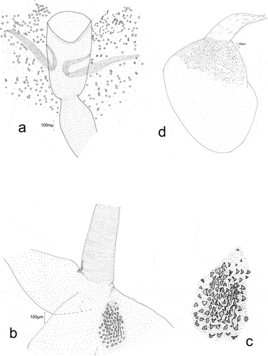 Figure 9. Female genitalia: Eidophasia hufnagelii: a – antrum, b – ductus bursae near inception to bursa copulatrix, c – signum, d – bulla seminalis.
