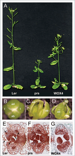 Figure 1 pPRS1::AtWOX4 only partially rescue the phenotype of prs1 mutant. (A) Whole plant phenotype of non-mutant Ler, prs1 mutant, and a transgenic pPRS1::AtWOX4 expressing AtWOX4 coding region under the native PRS1 promoter (2,742 bp) in prs1 mutant.Citation8 (B–D) Stage 12 floral phenotypes of plants shown in (A). Ler (B) flowers have four sepals of normal width and prs1 mutant (C) flowers typically lack lateral sepals. Although four sepals form in pPRS1::AtWOX4 transgenic (D) flowers, the lateral sepals are narrow and the underlying floral organs exposed. (E–G) Transverse sections of shoot apices from vegetative seedlings show development of lateral stipules (arrows) in rosette leaves of Ler, but not in prs1 and pPRS1::AtWOX4 transgenic.