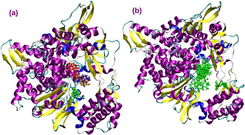 Figure 4. (a) Binding sites for AGP compounds within RdRp target (b) Binding sites for trial compounds within RdRp.