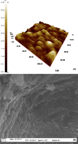 Figure 1. AFM (A) and SEM (B) pictures of PGMA nanobeads.