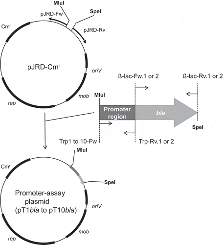 Figure 1. Construction of plasmids for the promoter assay.rep: replication-related gene, mob: mobilization-related gene, oriV: replication origin, Cmr: chloramphenicol resistance gene, MluI and SpeI: restriction enzyme sites.