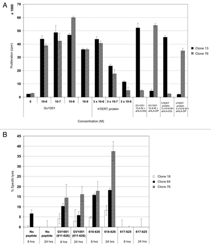 Figure 2. Cytotoxic CD4+ CTL clones specific for GV1001 lyse peptide-loaded target cells most efficiently with nested 9-mer epitope. Both HLA-DP and –DQ restricted T-cell clones recognize processed hTERT protein. GV1001-specific T-cell clones were also tested for proliferation against EBV-LCL loaded with recombinant hTERT protein at low concentrations (A). One representative HLA-DP restricted clone is shown (black bars) and one HLA-DQ restricted clone (hatched bars). (B) shows 8- and 24-h 51Cr-release assays for HLA-DQ restricted CTL clones tested against autologous EBV-LCL loaded with peptides GV1001 (611–626) and nested epitope 618–626. Peptide 617–625 was used as a negative control. Effector: Target ratio was 100:1. Black bars represent clone 18, dotted bars clone 64, and hatched bars clone 76.