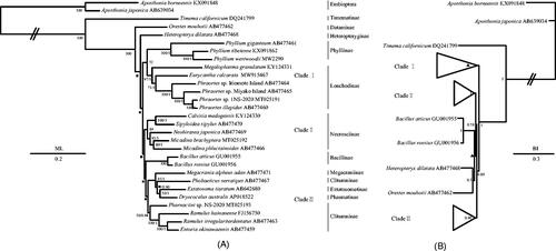 Figure 1. Phylogenetic relationships of Phasmatodea inferred from ML analysis (A) and BI analysis (B). The relationships of the phylogenetic tree among 27 species of Phasmatodea including E. calcarata (MW915467) used ingroups and two species of Embioptera used outgroups based on the nucleotide dataset of the 13 mitochondrial protein-coding genes. The phylogenetic relationships within clade I, clade II and clade III showed the same topology in BI and ML trees, respectively. The clade I included three species of Phylliinae and six species of Lonchodinae, the clade II included five species of Necrosciinae, and the clade III included the two species of Bacillinae, one species of Megacraniinae, one species of Extatosomatinae, one species of Phasmatinae, and five species of Clitumninae. Numbers around the nodes are the posterior probabilities of BI (right) and the bootstrap values of ML (left). The GenBank accession numbers of all species are shown in the figure. Black squares at nodes of the ML analysis indicate posterior probability less than 50 and black triangle at nodes of the BI analysis indicate bootstrap value less than 0.5.