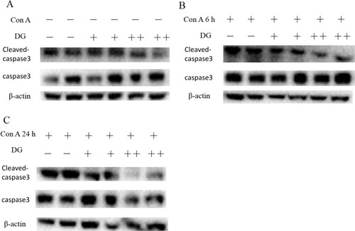 Figure 2 Pre-treatment with DG inhibited the expression level of cleaved-caspase 3 in Con A-induced liver injury. (A) The expression levels of cleaved-caspase 3 with or without pre-treatment of DG at the baseline. (B), (C) The expression levels of cleaved-caspase 3 with or without pre-treatment of DG after Con A administration for 6 and 24 hrs, respectively. “+” and “++” of DG mean 75 mg/kg and 200 mg/kg, respectively. N = 2 for each group. This experiment was performed in triplicate.