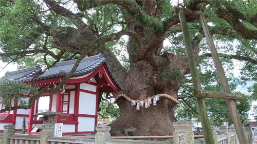 Photograph 1. Sacred sugi tree at Zentsuji Temple.[Photograph by John K. Nelson]