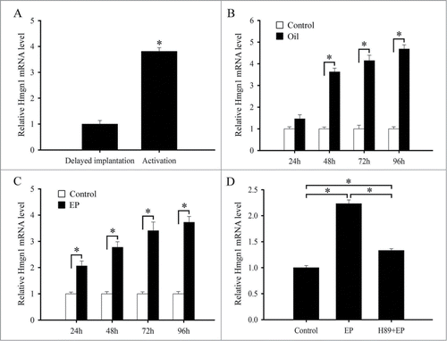 Figure 4. Real-time PCR analysis of Hmgn1 expression in mouse uteri. (A) Hmgn1 expression in delayed and activated uteri. (B) Hmgn1 expression under artificial decidualization. (C) Hmgn1 expression during in vitro decidualization. (D) Hmgn1 expression after uterine stromal cells were induced for decidualization with estrogen plus progesterone in the presence of H89. EP, estrogen plus progesterone.