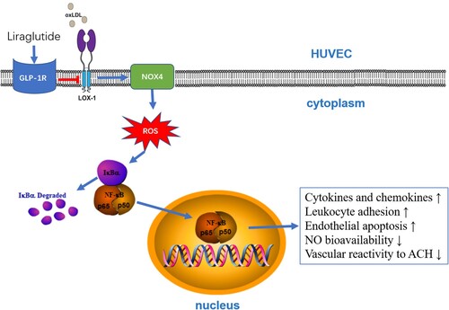 Figure 8. Schematic diagram illustrating the proposed signaling pathway involved in the protective effect of liraglutide against ox-LDL-associated endothelial dysfunction.