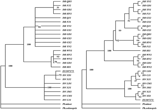 Figure 3. Phylogenetic trees of Dysmicoccus brevipes and Dysmicoccus neobrevipes based on ITS1 sequences. On the left is the MP tree, and on the right is the NJ tree. PAUP 4.10 software was used for the analysis. Planococcus minor and Phenacoccus solenopsis were included as outgroups. EU307273 is the homology sequence of pink pineapple mealybug from Taiwan.