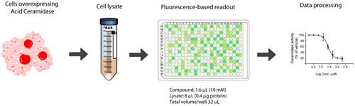 Figure 1. Workflow for acid ceramidase activity screening in the 384-well HTS format.