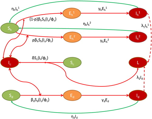 Figure 2. Flow diagram of GWD. Two sided arrow represents new infection term, one sided arrow indicates progression to other compartments and dashed lines represent the shedding of worm larvae by infectives.