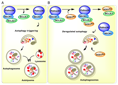 Figure 8. Working model. (A) In a normal condition, BECN1 is inhibited by a direct interaction with BCL2 or BCL2L1 anti-apoptotic proteins. Once autophagy is triggered, BCL2 or BCL2L1 are released from BECN1 and the PtdIns3K (whose catalytic subunit is PIK3C3) is activated, resulting in formation of autophagosomes and downstream autophagy-mediated degradation of cargoes. (B) In ALS, the expression of mutant SOD1 leads to 2 possibilities: a formation of a triple complex between SOD1 and the BECN1-BCL2L1 complex or to an abnormal association with the BECN1 and BCL2L1 complex, destabilizing the interaction leading to abnormal autophagy levels. These pathological effects may be attenuated by the reduction of BECN1 levels in BECN1 heterozygous animals, which may normalize autophagy activity. In addition, mutant SOD1 aggregates are substrates of autophagy-mediated degradation.