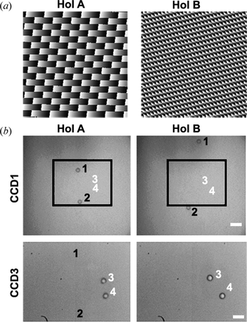 Figure 3 Double objective holographic tweezers.