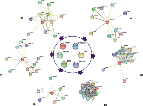 Figure 5. Interaction analysis among the fertility genes. The corresponding proteins of the studied genes CCDC174, SWI5, RPL36A, OIT3, TMCO2 and PRM1 did not interact among each other. CCDC174 in interaction with EIF4A3 and PPP1R35 may regulate translation-dependent mechanism (A). The SWI5 protein along with SFR1, XRCC2 and RAD51 promote DNA repair activities (B), whereas PRM1 in interaction with TNP1 and TNP2 modulate DNA packaging during spermatid development (F). A group of RPL proteins including RPL36A regulate the translation process (C). OIT3 along with co-expressed protein, ABHD2 may counteract the damaging effects of the ROS, nitrogen species and toxins (D). TMCO2 in interaction with DGCR14 and SRRM2 may regulate acrosome biogenesis and spliceosome activities (E)