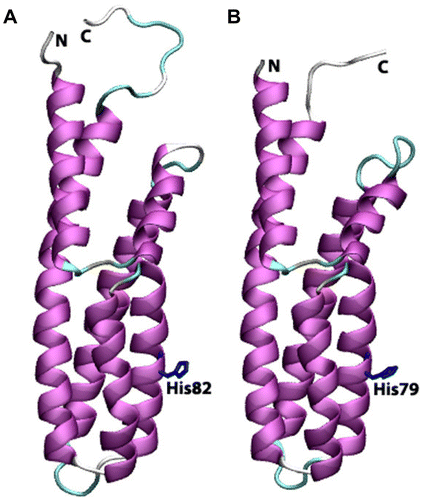 Figure 8 Cartoon view diagrams of the secondary structure arrangements of 7 α-helices in Arabidopsis (AtHPt1) (A) and 6 helices in O. sativa (OsHPt2) (B) with the conserved His residue. The residues are numbered according to their respective position in the complete sequence of AtHPt1 and OsHPt2.