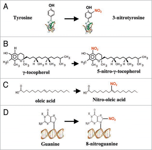 Figure 1 Schematic reaction of nitration in different biomolecules. (A) Protein tyrosine nitration. (B) Nitration of γ-tocopherol. (C) Nitration of oleic acid. (D) Nitration of guanine.