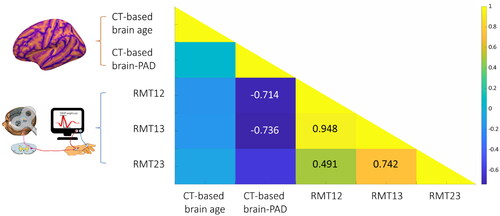 Figure 4. The correlation matrix of brain age model and the changes of cortical excitability. The lower scores of CT-based brain-PAD were related to enhanced cortical excitability. Abbreviations: CT: Cortical thickness; brain-PAD: Brain-predicted age difference.