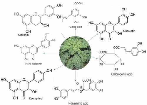 Figure 2. Anti-nutritional/bioactive compounds in kale.