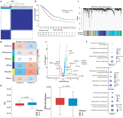 Figure 2. Identification of metabolic phenotypes in lung adenocarcinoma. (a) Two metabolic phenotypes of LUAD (Cluster a and (b) identified by unsupervised consensus clustering. (b) Kaplan–Meier analysis reveal poor prognosis in Cluster B. (c) a dendrogram of clustered genes in WGCNA, with each color representing a co-expressed gene module and each branch representing a gene. (d) Correlation heatmap showing the relationship between metabolic phenotypes and metabolic gene modules. Numbers indicate the correlation coefficient, followed by a statistical p-value in parentheses. (e) Differential expression analysis of three gene modules (MEbrown, MEyellow, and MEblue) between two metabolic phenotypes. (f) Cluster B identified as LUAD with high reductase-oxidative activity (redoxhigh LUAD). (g) Output of superoxide anion (O2-) and pathway score of ROS detoxification analyzed by metabolic flux balance. LUAD, lung adenocarcinoma.