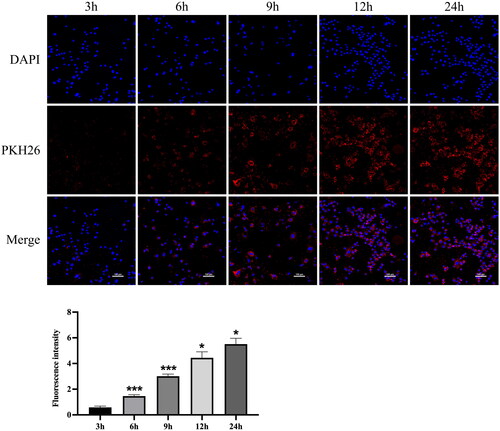 Figure 5. Cellular uptake of hucMSC-Ex (n = 3). Representative confocal images of the cellular uptake of pkh26-labeled hucMSC-Ex and fluorescence intensity analysis (n = 3). The values are presented as the mean ± SD. Compared with the previous time point, *p < 0.5, ***p < 0.01 PKH26-labeled hucMSC-Ex: red; DAPI-labeled nucleus: blue.