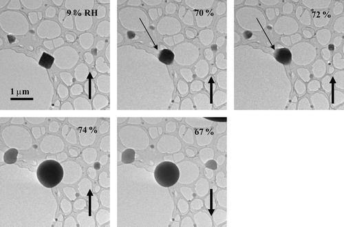 FIG. 2 Images of NaCl particles as the RH was increased (up arrows) past the deliquescence point and subsequently decreased (down arrows). The particles were prepared on a lacey-carbon support film (no Formvar) using a TSI atomizer.