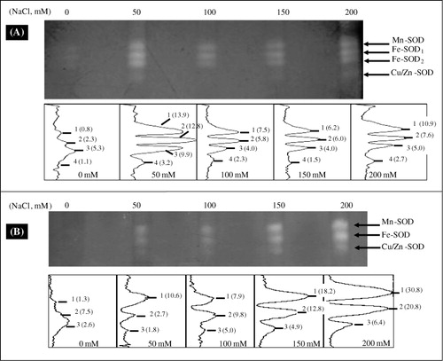 Figure 6. Activity staining of SOD isozymes, in leaves (A) and roots (B), after a native PAGE of NaCl-treated L. sativum. Densitometric scans of SOD isozymes from leaves and roots are shown below the gel image. The numbers indicate different isoformic bands. The intensity (values in the bracket) is expressed in arbitrary units.