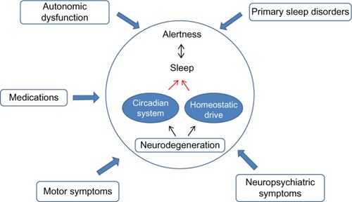 Figure 1 A model of sleep–wake disruption across neurodegenerative disorders.