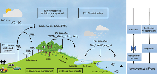 Figure 4. Conceptual diagram of the nitrogen cycle, with a focus on transformations, fate, and effects of ammonia (NH3) and ammonium (NH4+). The conceptual model depicts the Sections of the manuscript: human health and visibility (2.1), climate forcings (2.2), ecosystem impacts (2.4); atmospheric emissions, transport, and fate (3.0); and ammonia management (4.0).
