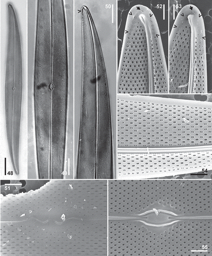 Figs 48–55. Pleurosigma elongatum Smith. Type material from ‘Poole Bay, June 1849’, kept in Van Heurck Collection (Figs 48–55). Figs 48–50, LM. Figs 51–55, SEM. Fig. 48, General appearance of the valve. Fig. 49, Detail of the central part of the valve. Fig. 50, Detail of valve apex showing calcar (arrowhead). Fig. 51, Detail of the central area of the valve in external view showing W-shaped raphe fissures. Figs 52–53, Detail of valve apex in internal view showing helictoglossa bordered by a series of rosette-shaped clustered pores and one apical rosette (arrowhead). Fig. 54, Detail of the elliptical hymen-occluded internal pores, some of which are bisected by a bar. Fig. 55, Detail of the central area of the valve in internal view. Note circular hymen-occluded pores not bisected by a bar. Scale bars: Fig. 48 = 20 µm, Figs 49–50 = 10 µm, Figs 51–55 = 2 µm.