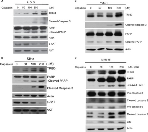 Figure 2 Capsaicin-induced upregulation of TRIB3 is accompanied by apoptosis.Notes: (A–D) Cells were exposed to different concentrations of capsaicin and the specific protein levels were determined. All data were obtained from at least two to four independent experiments.