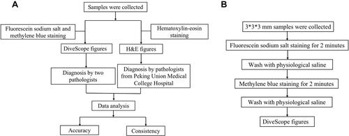 Figure 2 Work flow chart. (A) Experiment flow chart. (B) Tissue preparation for DiveScope flow chart.