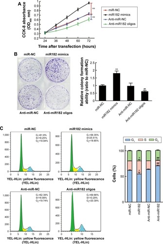 Figure 4 miR182 promotes OSCC cell proliferation and cell-cycle progression.