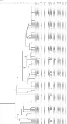 Figure 4 MVLA-16 dendrogram of 111 strains from this study.