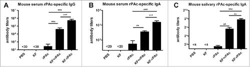 Figure 3. Immune responses to different vaccine candidates in mice. Mice were intranasally immunized immunized with different vaccine candidates at 4 weeks interval. Serum and saliva samples collected at 2 weeks after the second boost were detected by ELISA for rPAc-specific antibody titer. Serum rPAc-specific IgG (A), serum rPAc-specific IgA (B) and salivary rPAc-specific IgA (C) of mice immunized with different vaccine candidates. Data are represented as mean ± SE for 6 samples of one representative experiment that repeated 3 times (*, p < 0.05; **, p < 0.01; ***, p < 0.001).