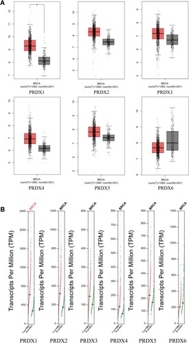 Figure 2 The Boxplot (A) and Profile (B) of PRDX family’s expression in breast cancer (GEPIA).