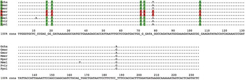Figure 2. Alignment of sequences amplified by using primer pair 4049-aab.The alignment of sequences amplified by using primer pair 4049-aab is shown. Each sequence represents one of the following species: Gadus chalcogrammus (Gcha), G. macrocephalus (Gmac), G. morhua (Gmor), Merluccius merluccius (Mmer), M. paradoxus (Mpar), M. Merlangus (Mmel), P. virens (Pvir) and P. pollachius (Ppol). As highlighted by colours, there are six different base positions on this locus that, taken all together into account, could be used to distinguish Merluccius genus (in red) from the others (in green).