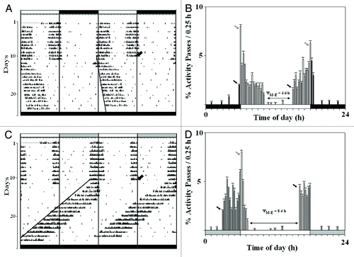 Figure 1. Entrainment and free-run in D. biarmipes. The actograms of the representative control and experimental males of D. biarmipes which were entrained by LD 12:12 (A) and LS 12:12 (C) cycles, respectively, and then transferred to DD on the day 11 (oblique arrow). The mean activity profiles of 49 control (B) and experimental (D) males during the entrainment are showing the circadian peaks (dark arrows), the masking peaks (open arrows) and the phase relationship between the Aoff of the M peak and Aon of the E peak (ΨM-E). The dark and open time bars denote the photophase (300 lx) and scotophase (0 lx), respectively, the long dark time bars denote DD and the hatched portion of the time-bars denotes the dim nocturnal irradiance at 0.03 lx.