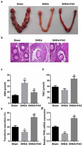 Figure 6. FAC restored the function of ovary