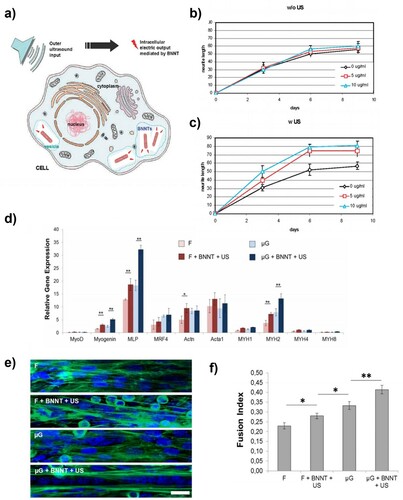 Figure 14. (a) Wireless stimulation of cells which has internalised BNNT nanoparticles via ultrasound. (b) Trends of the differentiation during the 9 days of experiments [Citation221]. (c) Relative gene expression levels for 10 genes important for skeletal muscle differentiation. (d) Fusion index for C2C12 cells cultured on the different sample type [Citation159]. (Reproduced from Ref [221] with permissions of American Chemical Society (Copyright 2019). Reproduced from Ref [159] ,licensed by PLOS, open access article distributed under the terms and conditions of the Creative Commons Attribution (CC BY) license (http://creativecommons.org/licenses/by/4.0/)).