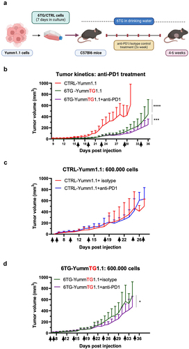 Figure 7. Anti-PD1 treatment of CTRL-Yumm1.1 and 6TG-YummTG1.1 tumors. A) Schematic representation of the experimental design (created with BioRender.com). Yumm1.1 cells were treated (6TG-YummTG1.1) or not (CTRL-Yumm1.1) with 6TG and after 7 days 300.000–600.000 cells were injected in mice. Mice receiving 6TG-YummTG1.1 cells, additionally received 2 μg/ml of 6TG in the drinking water throughout the experiment. B) Tumor kinetics in mice receiving 300.000 CTRL-Yumm1.1 or 6TG-YummTG1.1 cells. When tumors were measurable, mice in the 6TG-YummTG1.1 group were assigned to received anti-PD1/isotype injections approximately twice weekly and the tumor kinetics was evaluated (n = 8–9). C) Tumor kinetics in mice receiving 600.000 CTRL-Yumm1.1 and being treated with anti-PD1/isotype starting one day following cell injections (n = 8). D) Tumor kinetics in mice receiving 600.000 6TG-YummTG1.1 and being treated with anti-PD1/isotype starting one day following cell injections (n = 9). Arrows represent anti-PD1/isotype injections. Data are representative of two independent experiments. Each data point corresponds to the mean tumor volume ± SD, as determined for each experimental group.