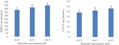 Figure 3. Effect of putrescine on antioxidant enzymes activity of superoxide dismutase (SOD) and catalase (CAT) in Volkameriana and Carrizo Citrange rootstocks.