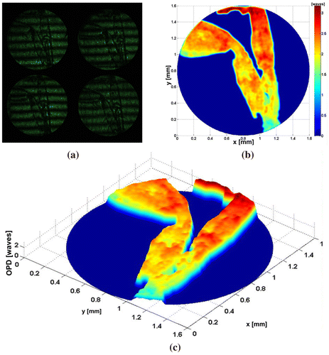 Figure 4. Pseudoscorpion (a) π/2- shifted interferograms captured in a single shot. (b)–(c) OPD.