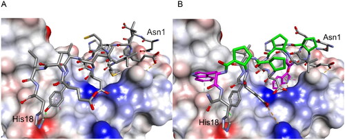 Figure 2. Crystal structure of LCB3-RBD complex (A), PDB id 7JZM (residues 1–18 of LCB3 are shown), and the modelled foldameric peptide 10 bound to the RBD of S protein (B). Peptides are shown in stick representation; trans-ACPC residues’ carbon atoms are coloured green, tryptophan residues’ carbon atoms are coloured pink. The surface of the RBD is coloured according to interpolated charge: blue – positive, grey – neutral, red – negative. Key intermolecular interactions are shown as dashed lines: green – hydrogen bonds, orange – charge assisted hydrogen bonds, pink – hydrophobic interactions, white – hydrogen bond donor/π interactions.