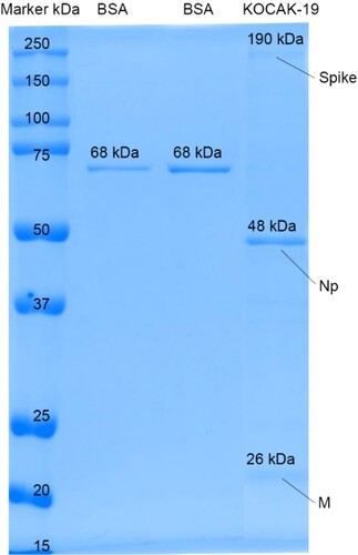 Figure 6. 25 µl loading volume of KOCAK-19 SARS-CoV-2 final bulk SDS gel electrophoresis against known BSA (150 and, 250 ng/25µl) standards