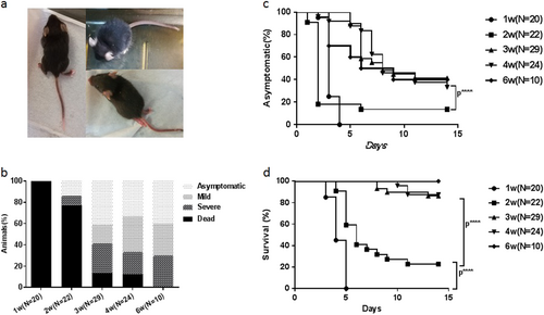 Fig. 4 Susceptibility of hSCARB2 KI mice to CDV-Isehara infection.The 1, 2, 3, 4, and 6-week-old hSCARB2 Tg mice were infected intracerebral (I.C.) with CDV-Isehara strain at a dose of 4.8 × 106 pfu and monitored daily after infection. a The CNS-like hindlimb paralysis, ruffled fur, and shrinking. b The clinical symptoms (asymptomatic, mild, severe, and dead), followed by the criteria described in the materials and methods section (c) asymptomatic (%) and (d) survival (%). Significant difference of asymptomatic (%) and survival (%) with different weeks old Tg mice infected with CDV-Isehara was shown as ****p,0.0001. pfu plaque forming unit, CNS central nervous system, I.C. intracerebral