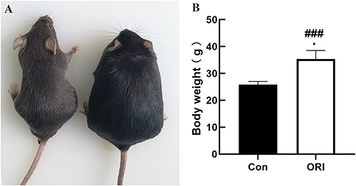 Figure 2 The effect of High-fat diet on the body weight of ORI mice. (A) Representative mouse image, (B) Body weight of mice were recorded following 12 weeks on normal diet or high-fat diet. Data represent mean ± SEM (n=24 per group). Independent samples t-test was performed. ###P < 0.001 vs control group.